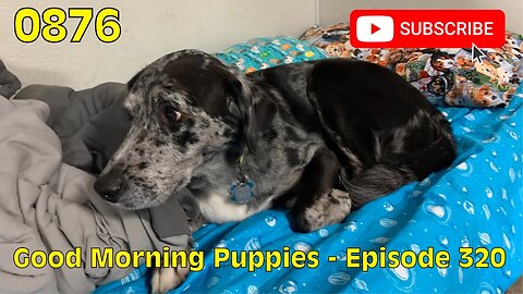 [0876] GOOD MORNING PUPPIES - EPISODE 320 [#dogs #doggos #doggos #puppies #dogdaycare]