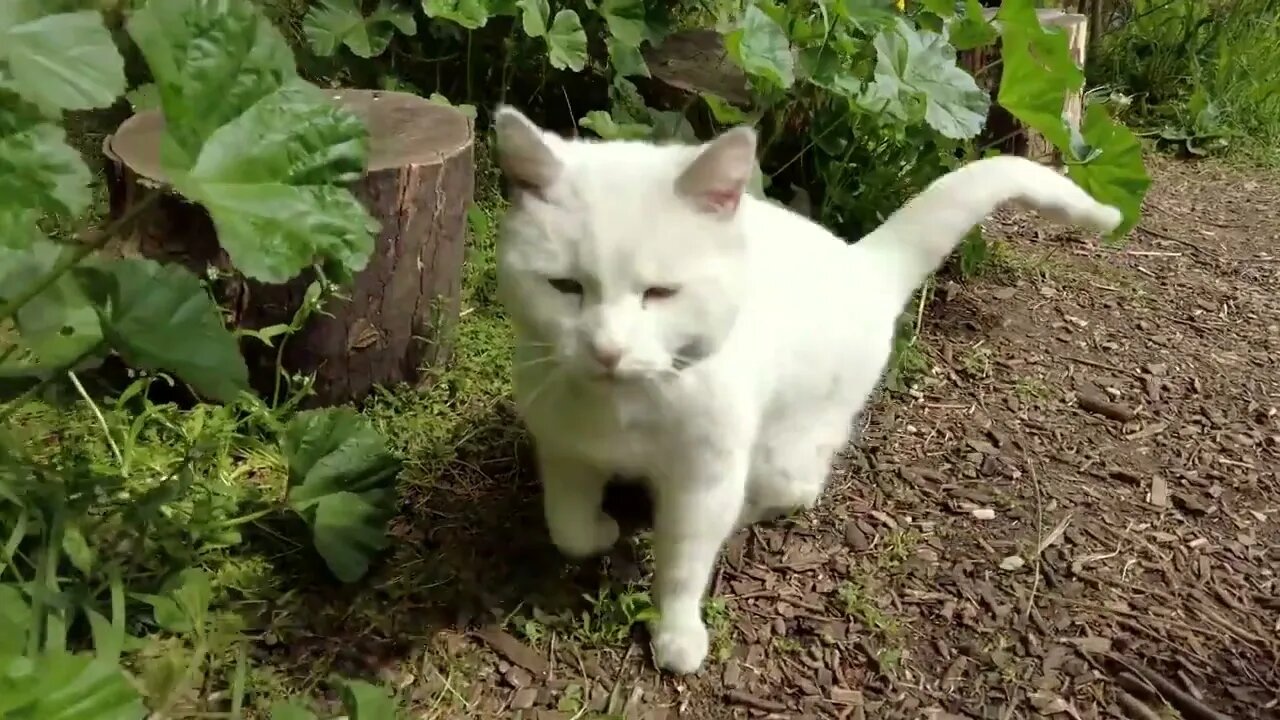 Rambling around Brockley's Railway Garden and meeting the Station Cat | SEAN JAMES CAMERON