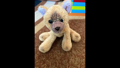 Is this a cat or a dog????