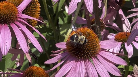 Huge Bumblebee? Queen?