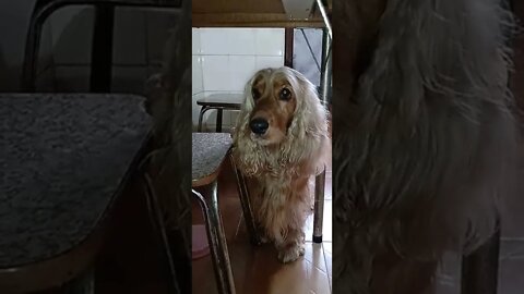 golden dog