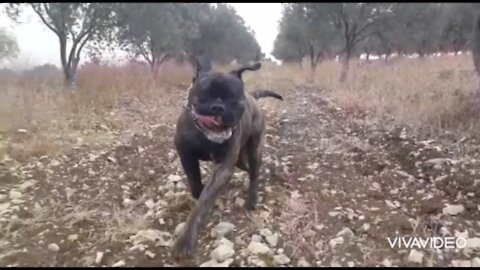 Slobbering Bullmastiff running to me