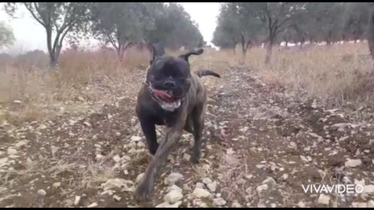 Slobbering Bullmastiff running to me