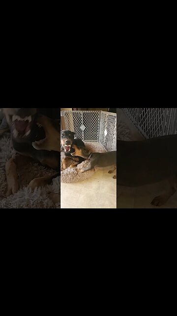 Dobermans Play Ruff! But They Do Not Hurt Eachother. 🐕❤️ #dobermanpinscher #dobermanlove #doberman