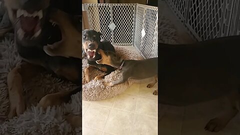 Dobermans Play Ruff! But They Do Not Hurt Eachother. 🐕❤️ #dobermanpinscher #dobermanlove #doberman