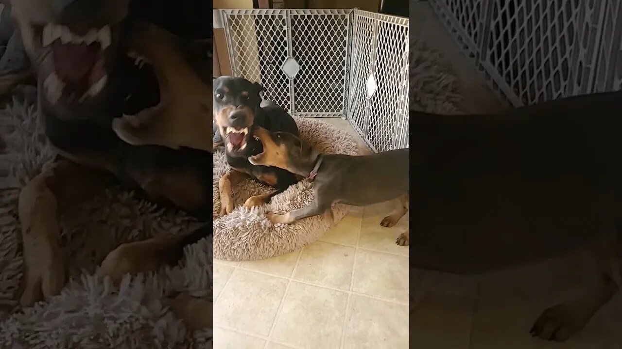 Dobermans Play Ruff! But They Do Not Hurt Eachother. 🐕❤️ #dobermanpinscher #dobermanlove #doberman