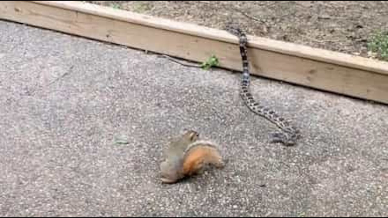 Cet écureuil courageux affronte un serpent