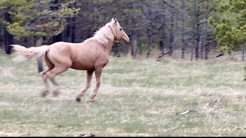 Beautiful Feral Horse in Alberta, Canada