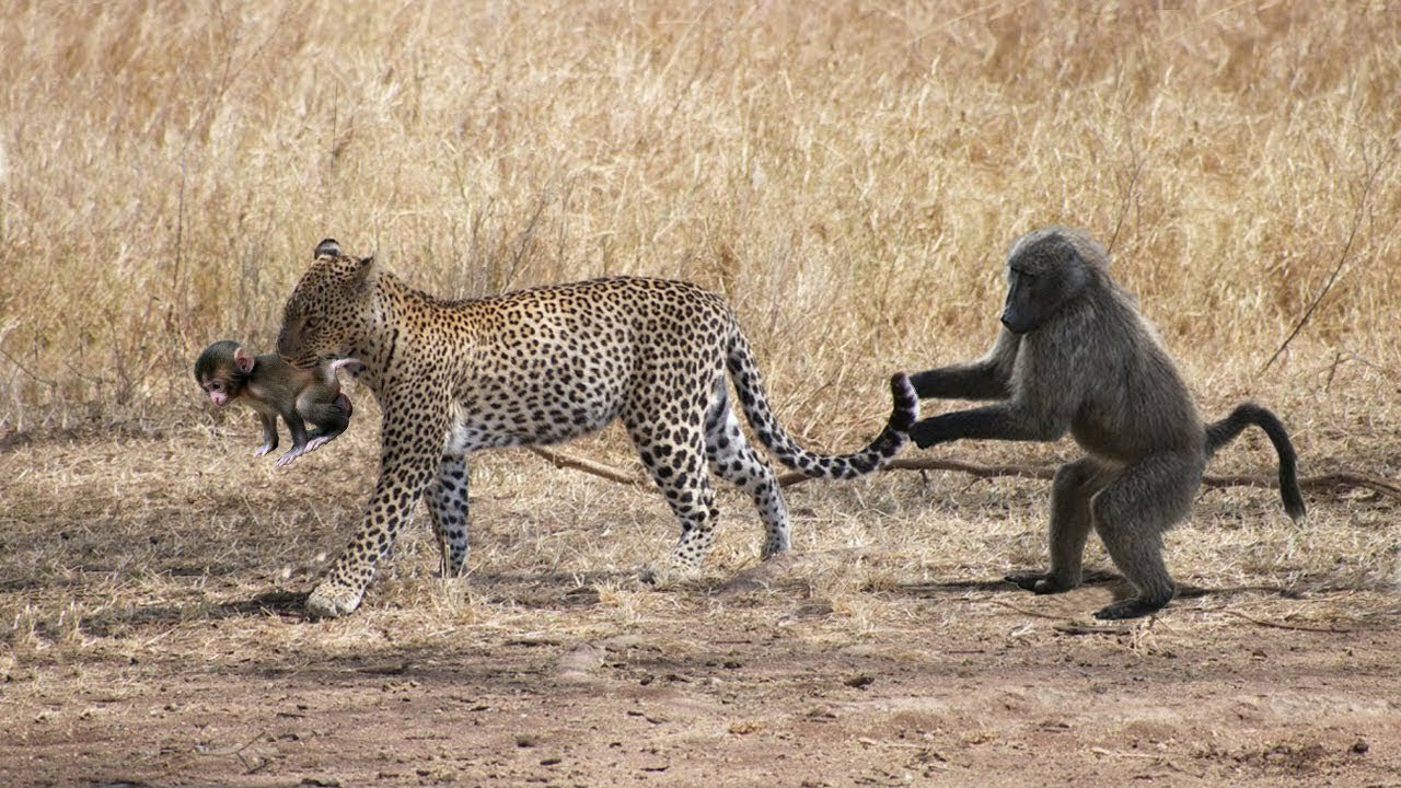 Mother Monkey Hold Baby One Week After Failed To Protect From Leopard Hunting | Poor Baby Monkey