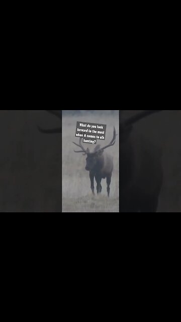 what do you look forward to the most when it comes to elk hunting? #hunting #shortsvideo #wyoming