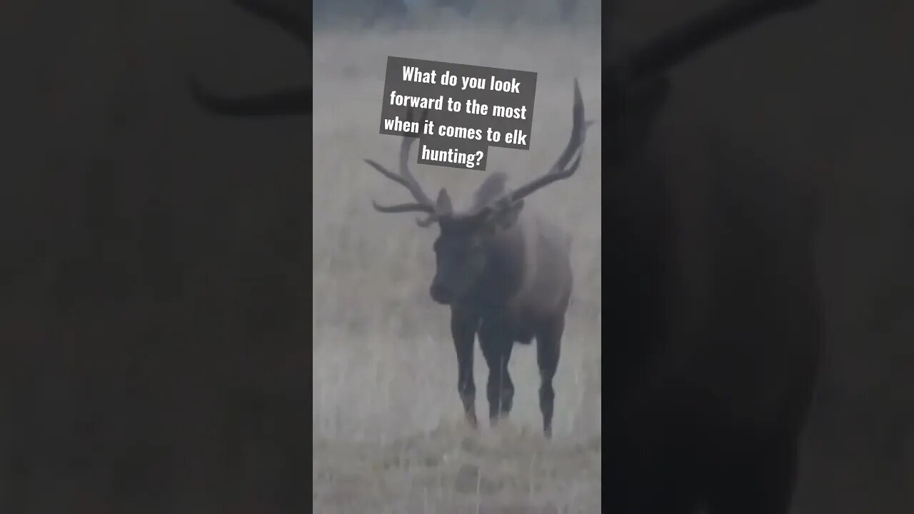 what do you look forward to the most when it comes to elk hunting? #hunting #shortsvideo #wyoming