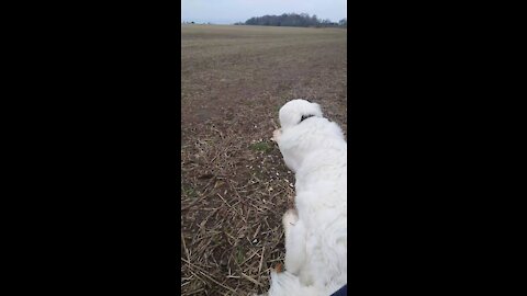 Polish Tatra sheepdog on guard