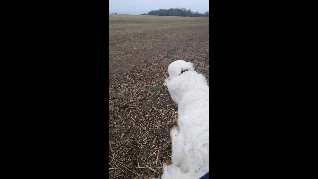 Polish Tatra sheepdog on guard