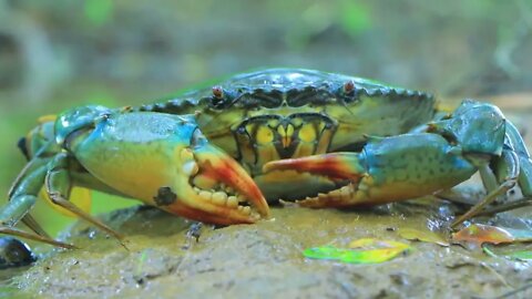 Find crab in water for cook | Eat crab and cucumber with carrots-7