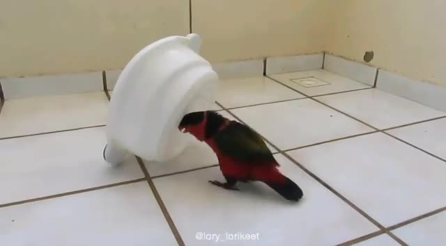 Mischievous parrot purposely spills water bowl