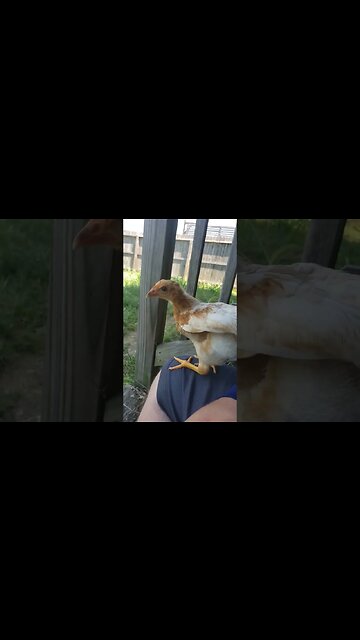 Chickies getting thicccc