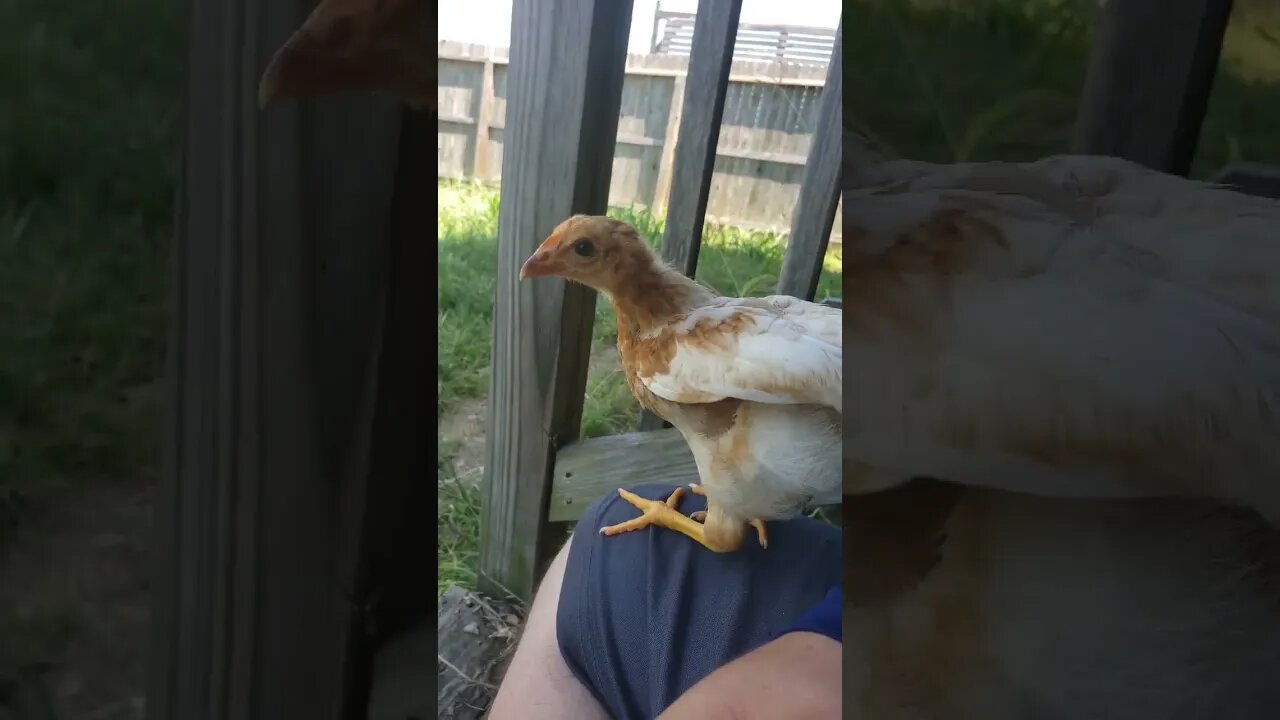 Chickies getting thicccc