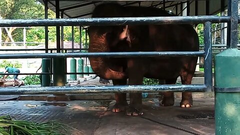 Elephant being fed with fruits 😉