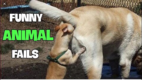 Cute Pets And Funny Animals CompilationPets Garden