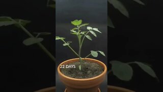 Como plantar tomate cereja? MUITO FÁCIL!