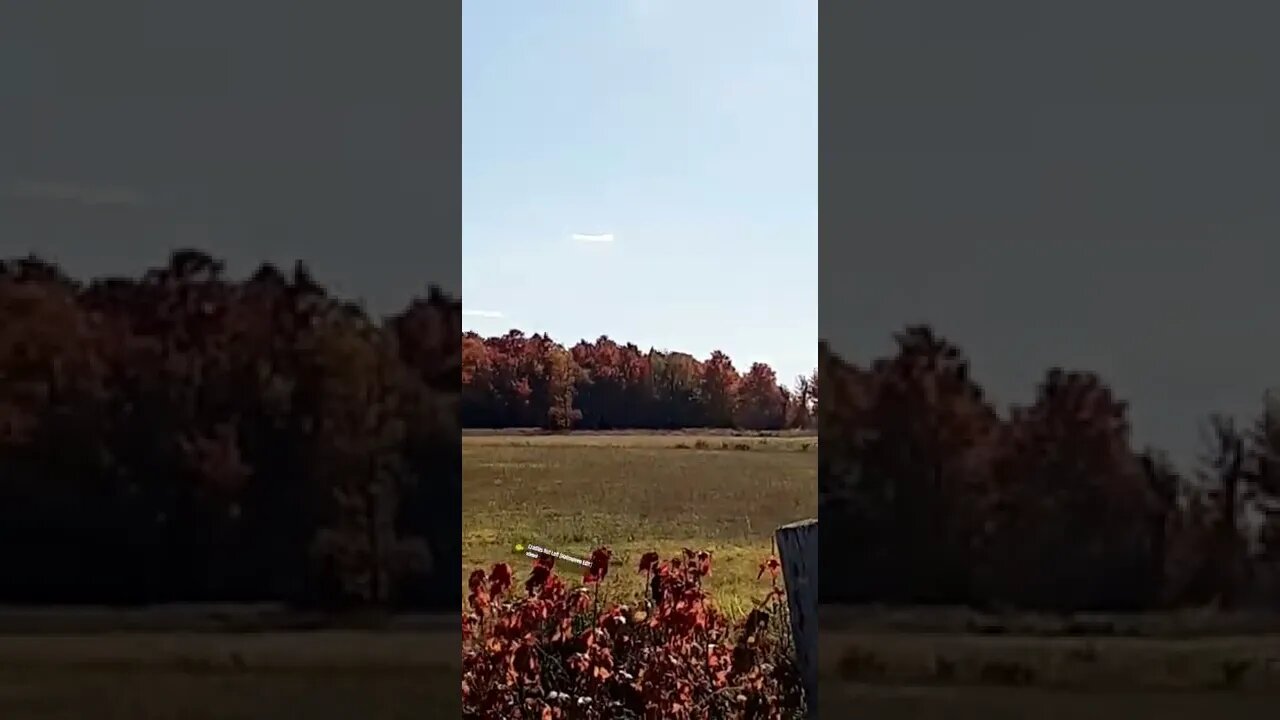 #fall2022 #ohhighbud #strangedanimal