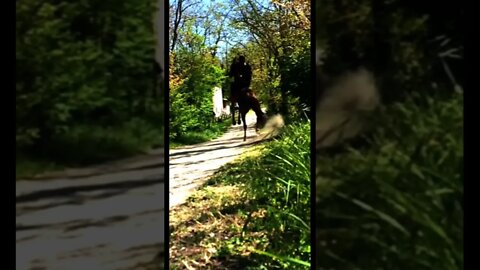 Craziest Horse Rears EVER