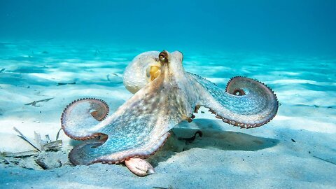 Most Beautifull Sea Creatures In the World . Top 10 .