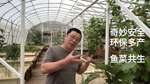 鱼菜共生系统显摆 What is Aquaponics