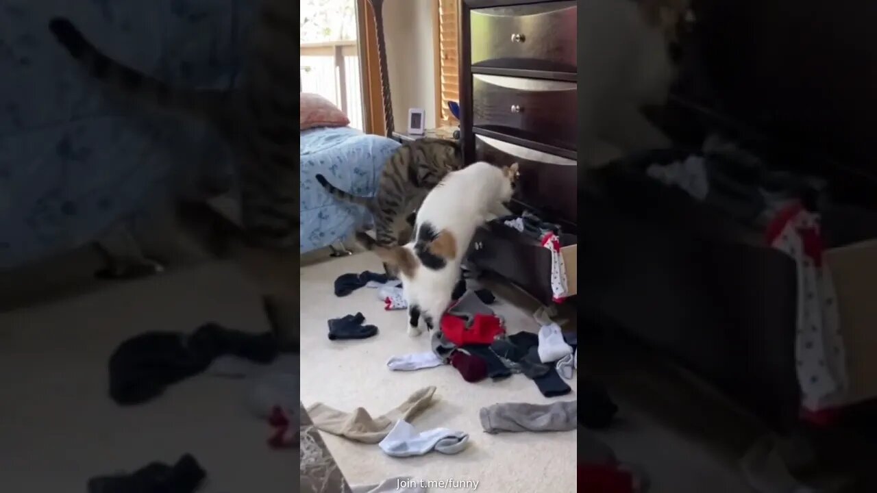 searching cat's