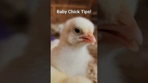 #shorts #chicks #chick #chickens #babychicks #tips #farmer #homestead