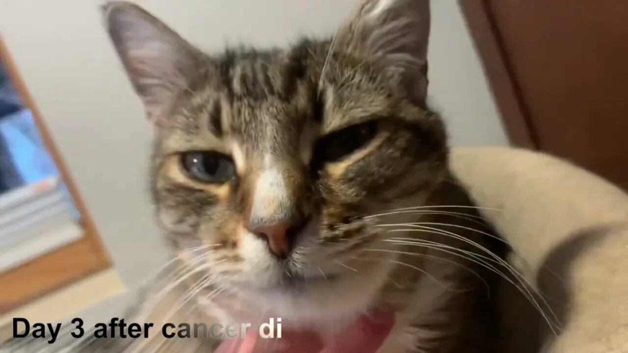 Cat heals CANCER in 4 days!