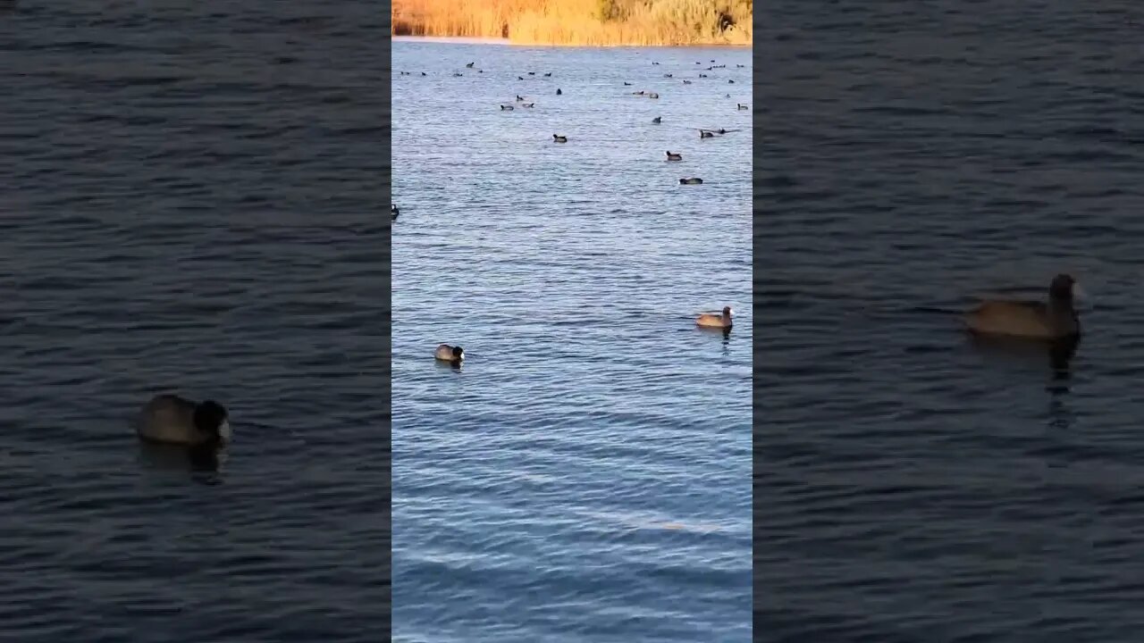 Duck, AMERICAN COOTS I believe, #nature #travel #Arizona