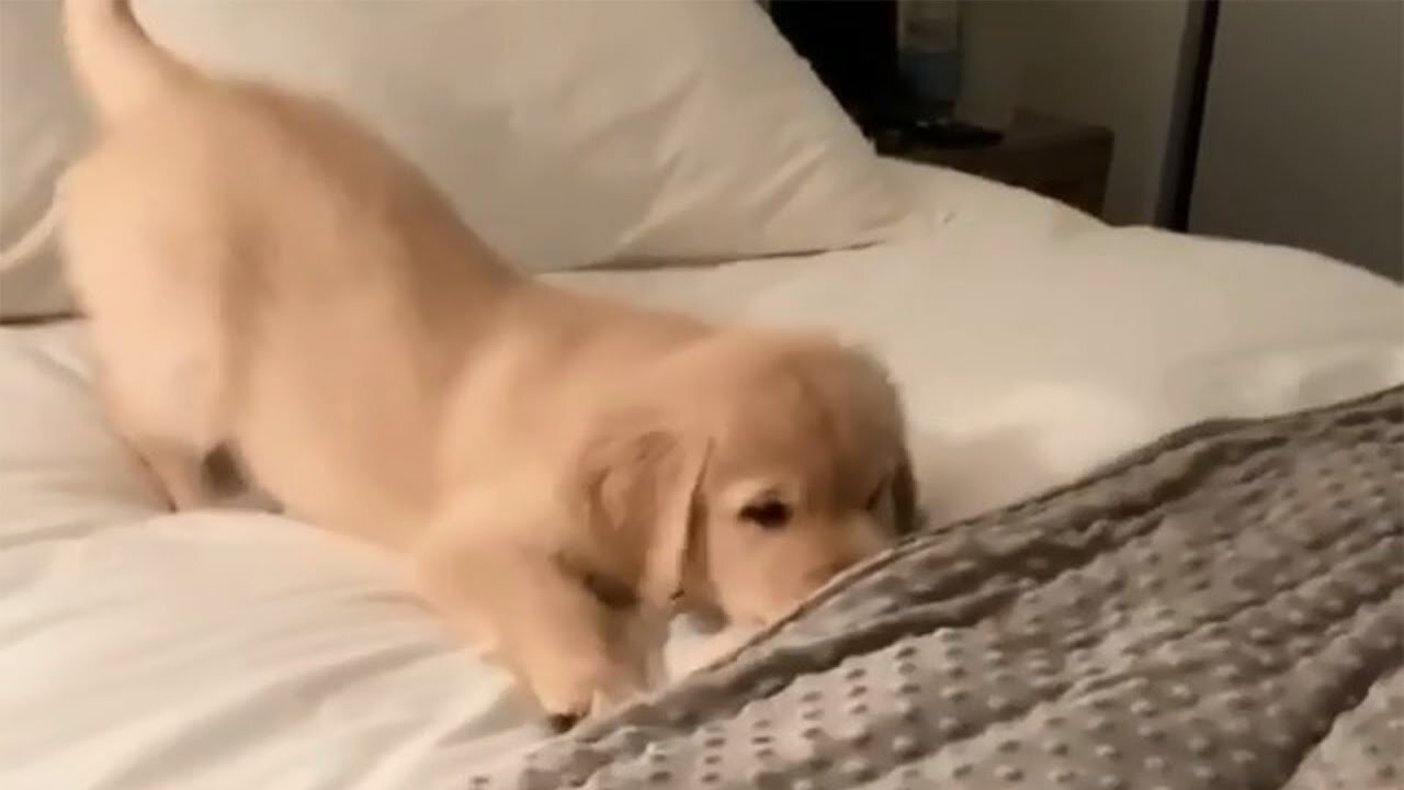 Puppy on Bed 21