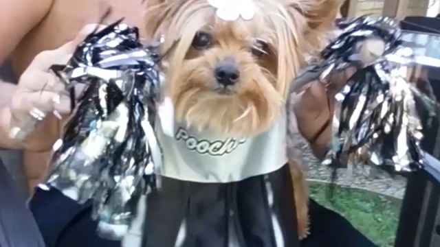 This Adorable Dog Is A Cheerleader!