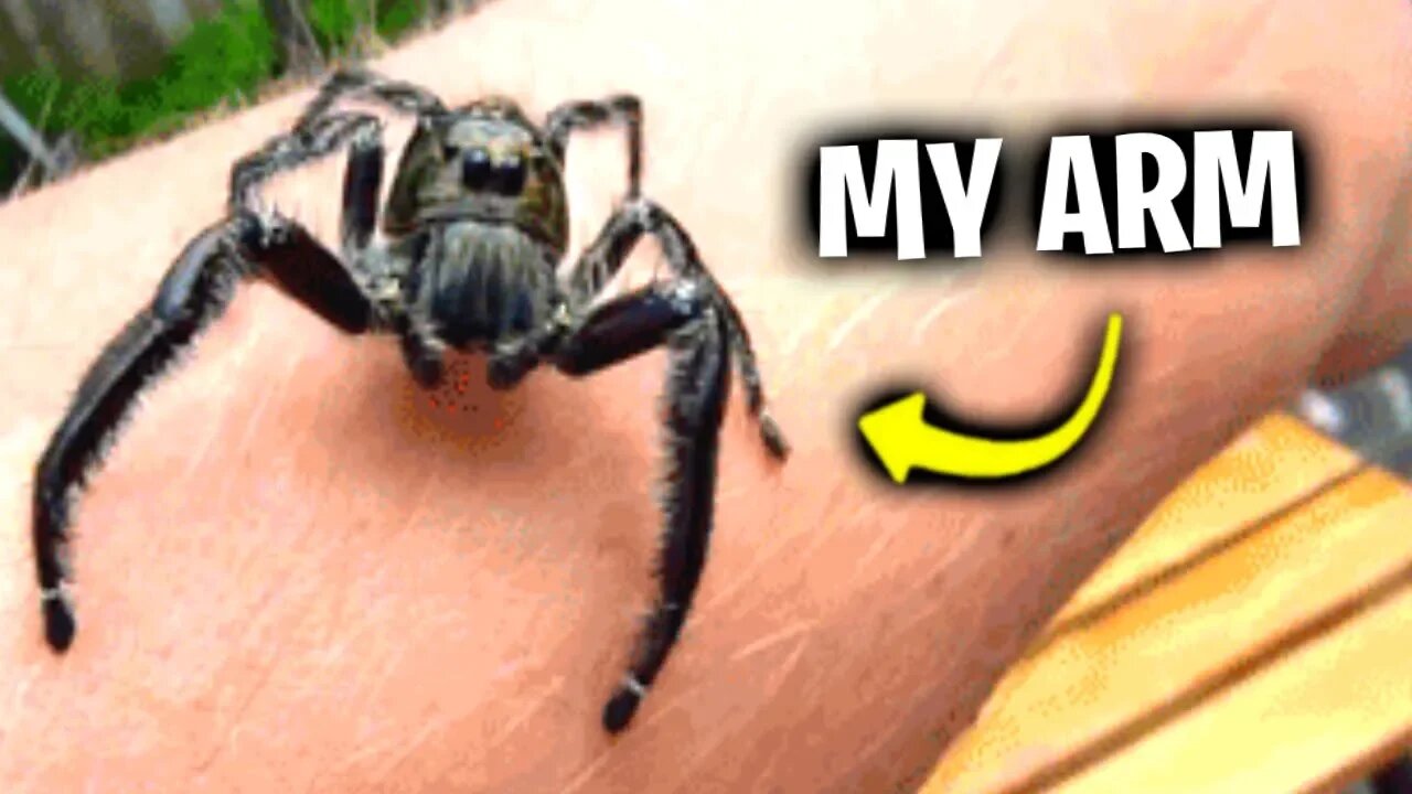 He Sent A SPIDER On My Birthday.. (Fortnite)