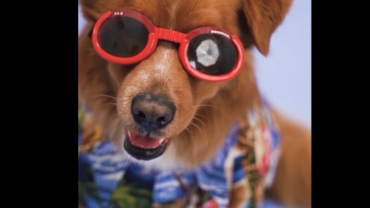 Rumble " funny dog