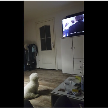 TV-loving dog sits down for movie time