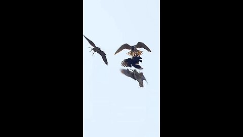 eagle vs eagl trying to escape