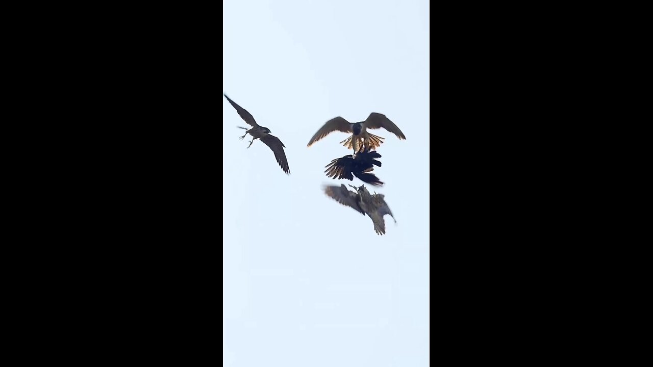 eagle vs eagl trying to escape