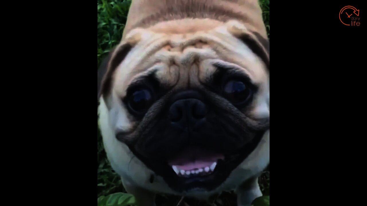Funny cats & Dogs - Funny animals compilation