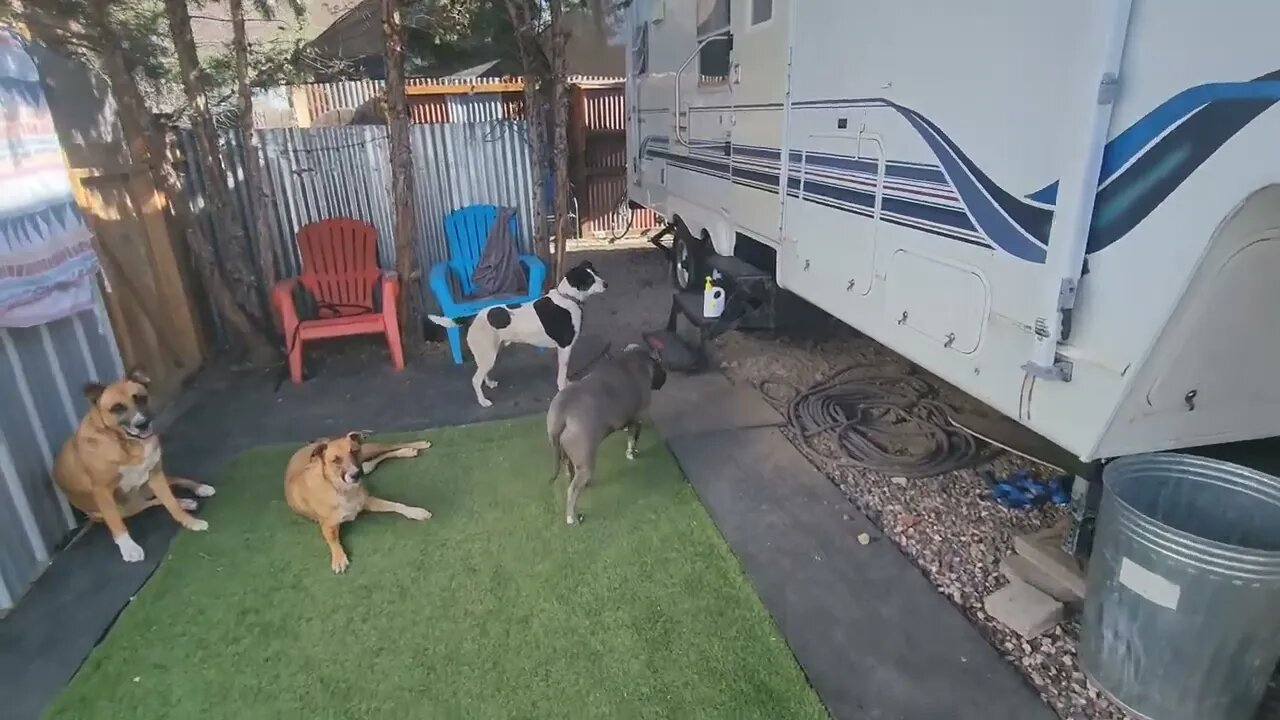 Larry: Assessment 18 (Dog, Human, & Animal Aggression)