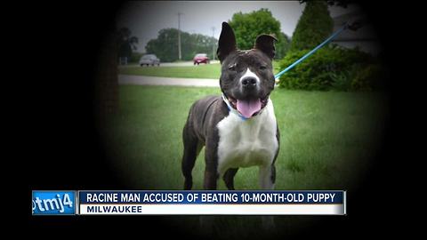 Puppy repeatedly beaten with pipe, belt recovering at Wisconsin Humane Society