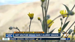 Wet winter brings early allergy season to San Diego