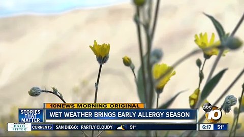 Wet winter brings early allergy season to San Diego