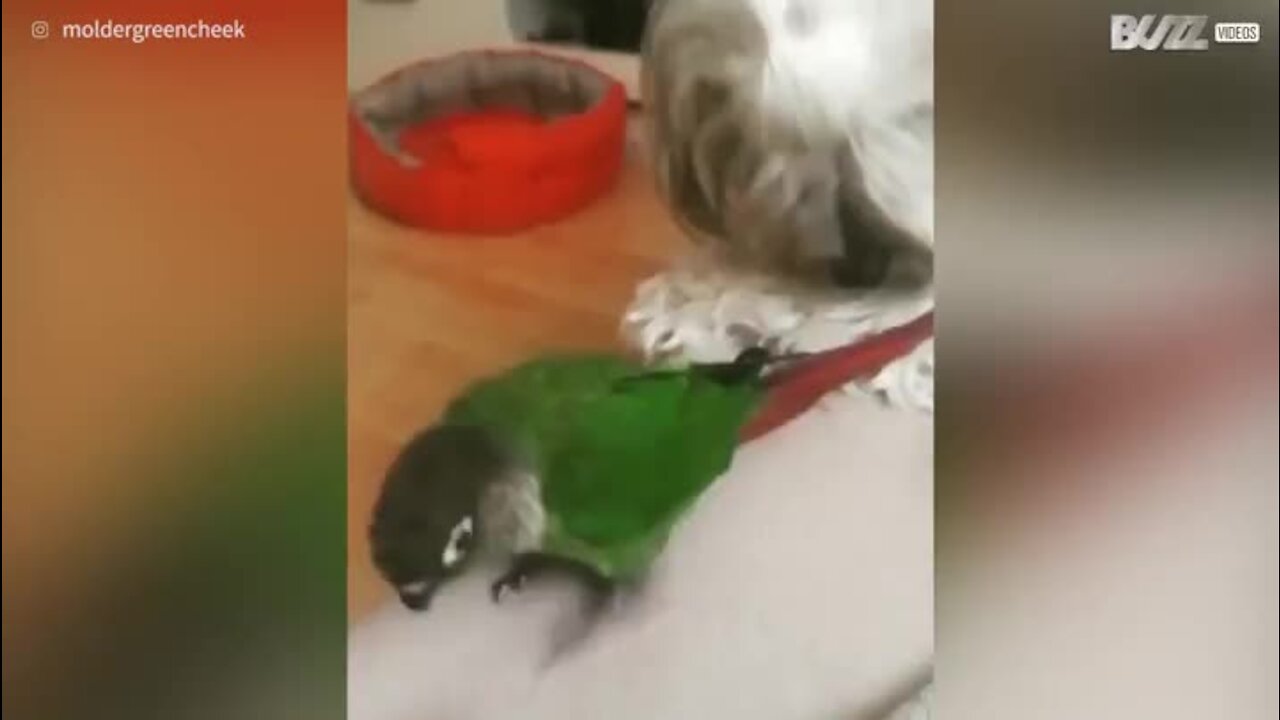 L'incroyable complicité entre un oiseau et un chien