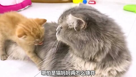 The little stray cat was rejected by the domestic cat, the appearance of grievance is too poor, but