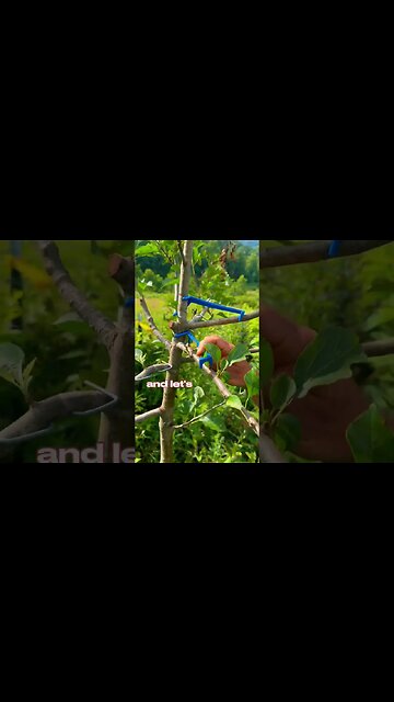 Proven Method For INCREDIBLE Fruit Production! #harvest #growth #efficiency #farmer #homestead