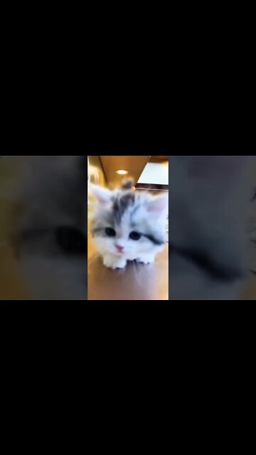Smol brake fade..🐈🐾💨😅 #shorts #cat #catlover #catlife