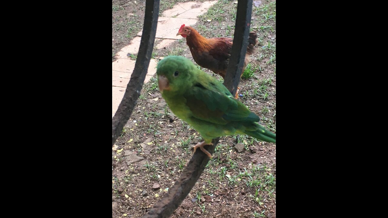 Parrotlet joins me for dinner !