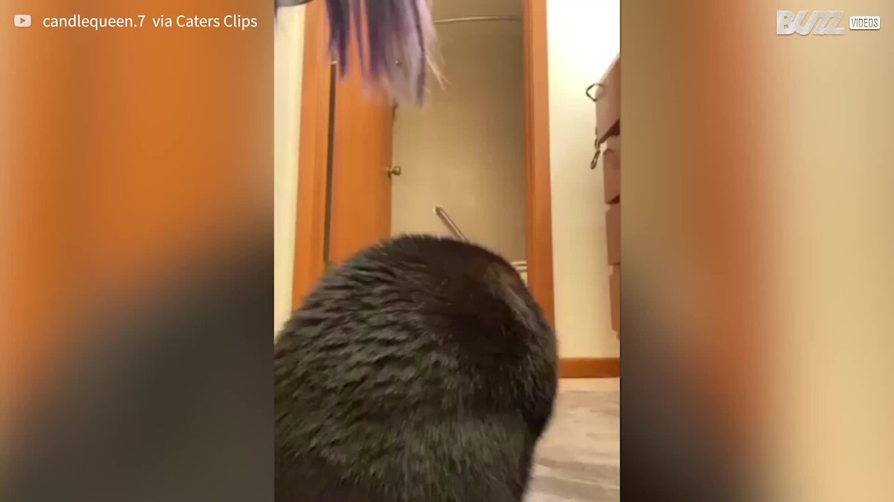 Avec des rubans adhésifs sur les pattes, ce chat danse comme Michael Jackson